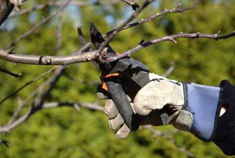 How to cut off apple-tree in the spring