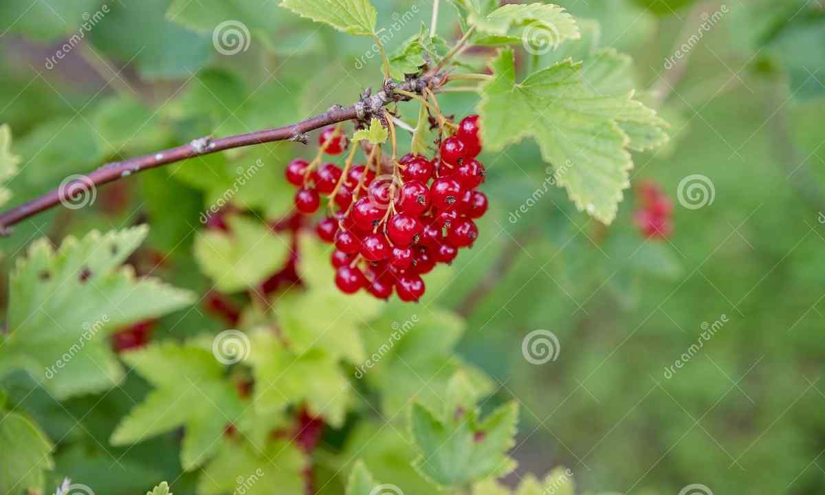 As without efforts to grow up red currant on the site