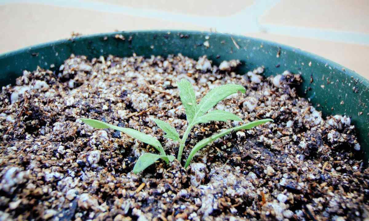 How to make seedling of tomatoes