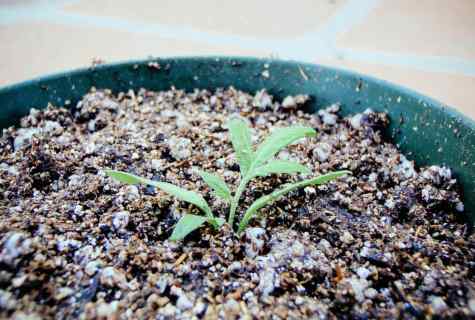 How to make seedling of tomatoes