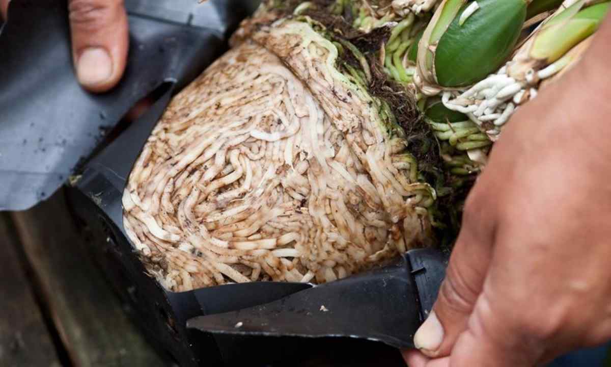 How to process orchid roots