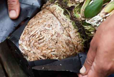 How to process orchid roots