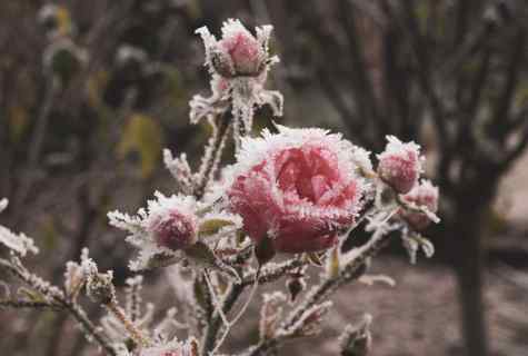 How to cover pletisty roses for the winter in midland