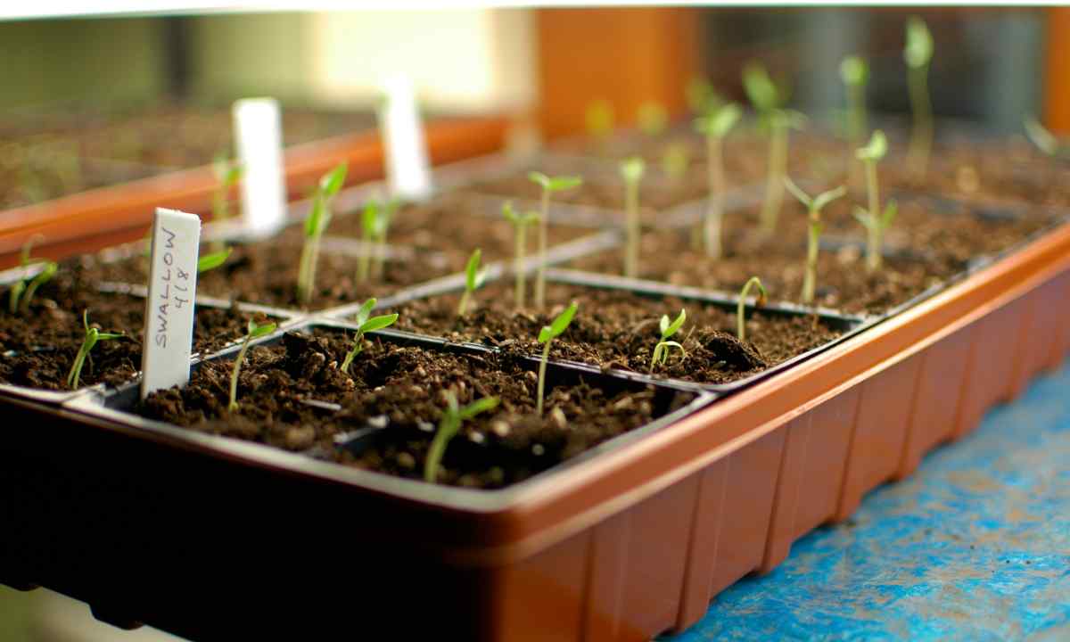How to protect seedlings from cold