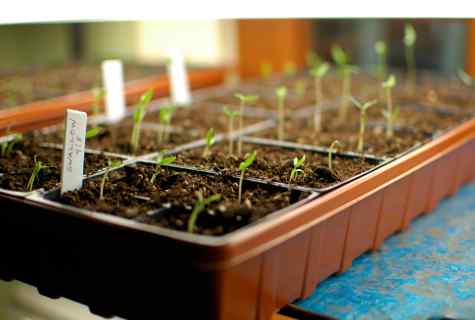 How to protect seedlings from cold