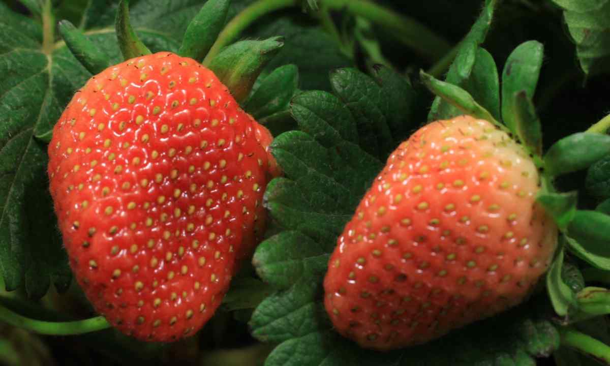 When early strawberry ripens