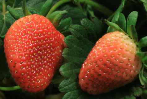 When early strawberry ripens