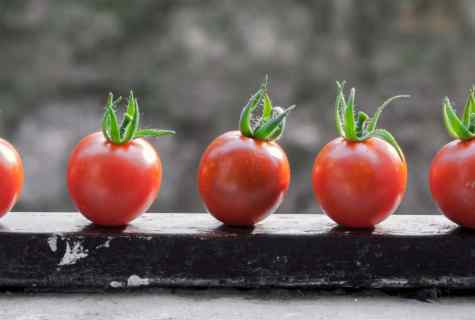 How to grow up tomatoes on seeds