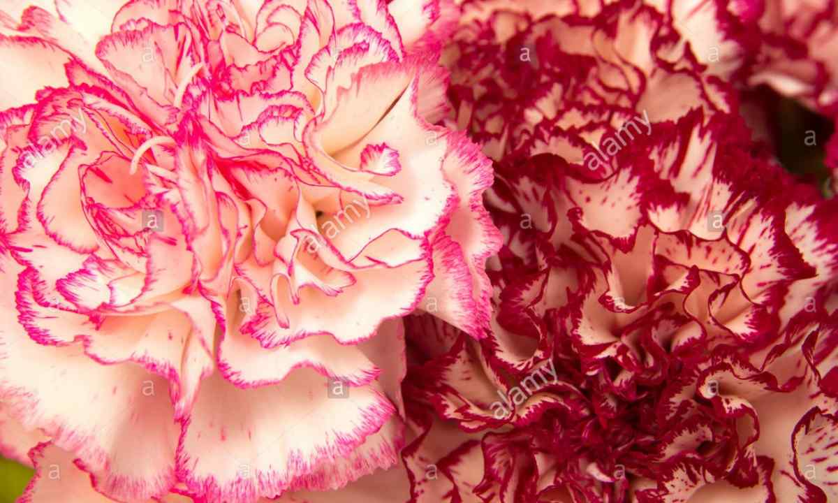 How to replace carnation