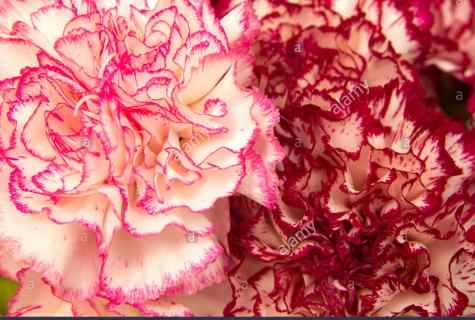 How to replace carnation