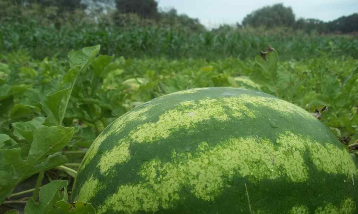 How to receive good harvest of watermelons