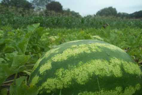 How to receive good harvest of watermelons