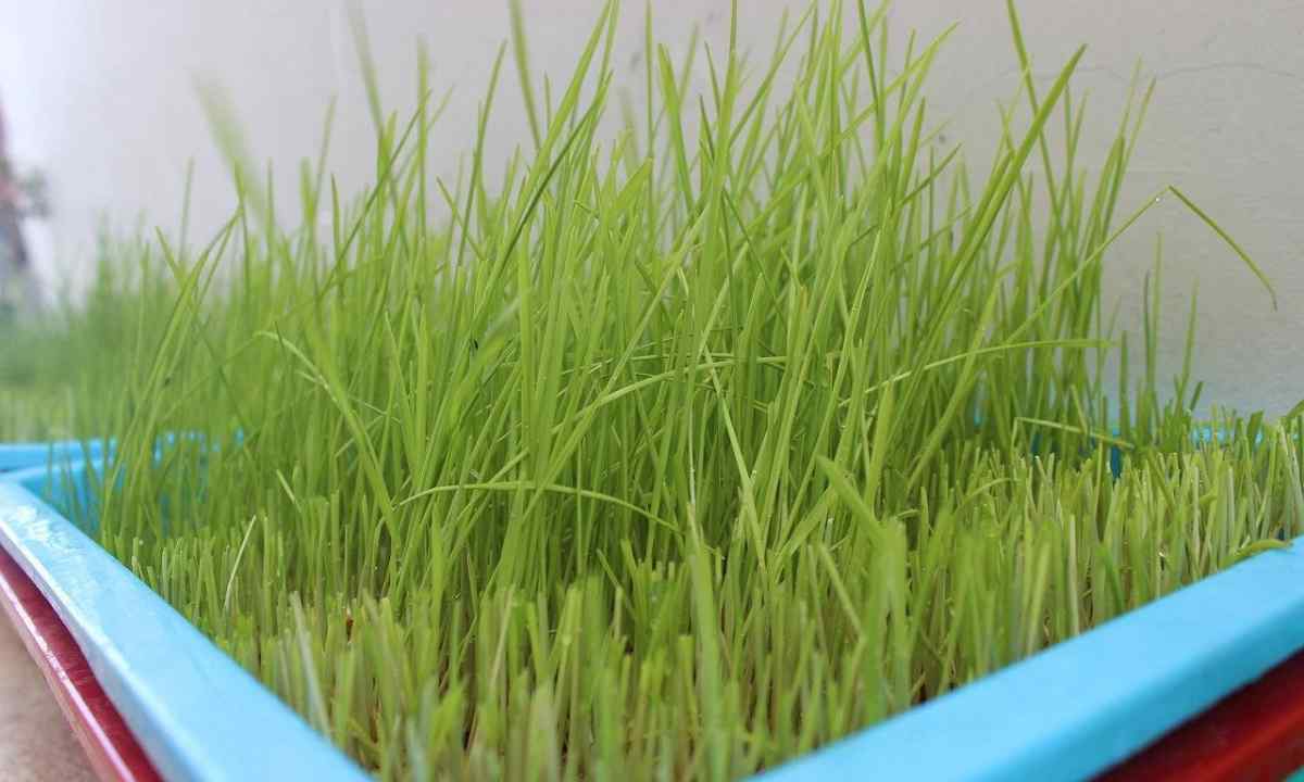 How to remove wheat grass creeping