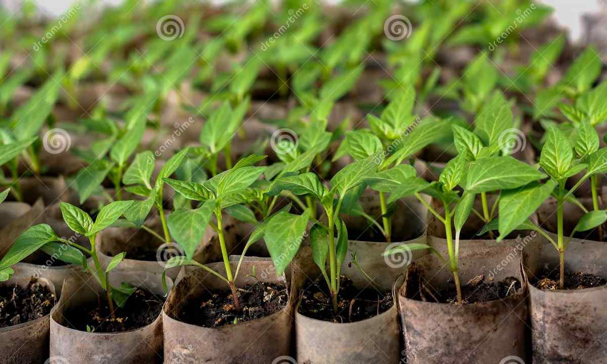 The checked way of cultivation of healthy seedling of tomatoes