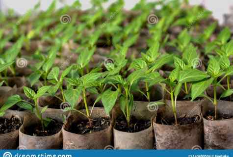 The checked way of cultivation of healthy seedling of tomatoes
