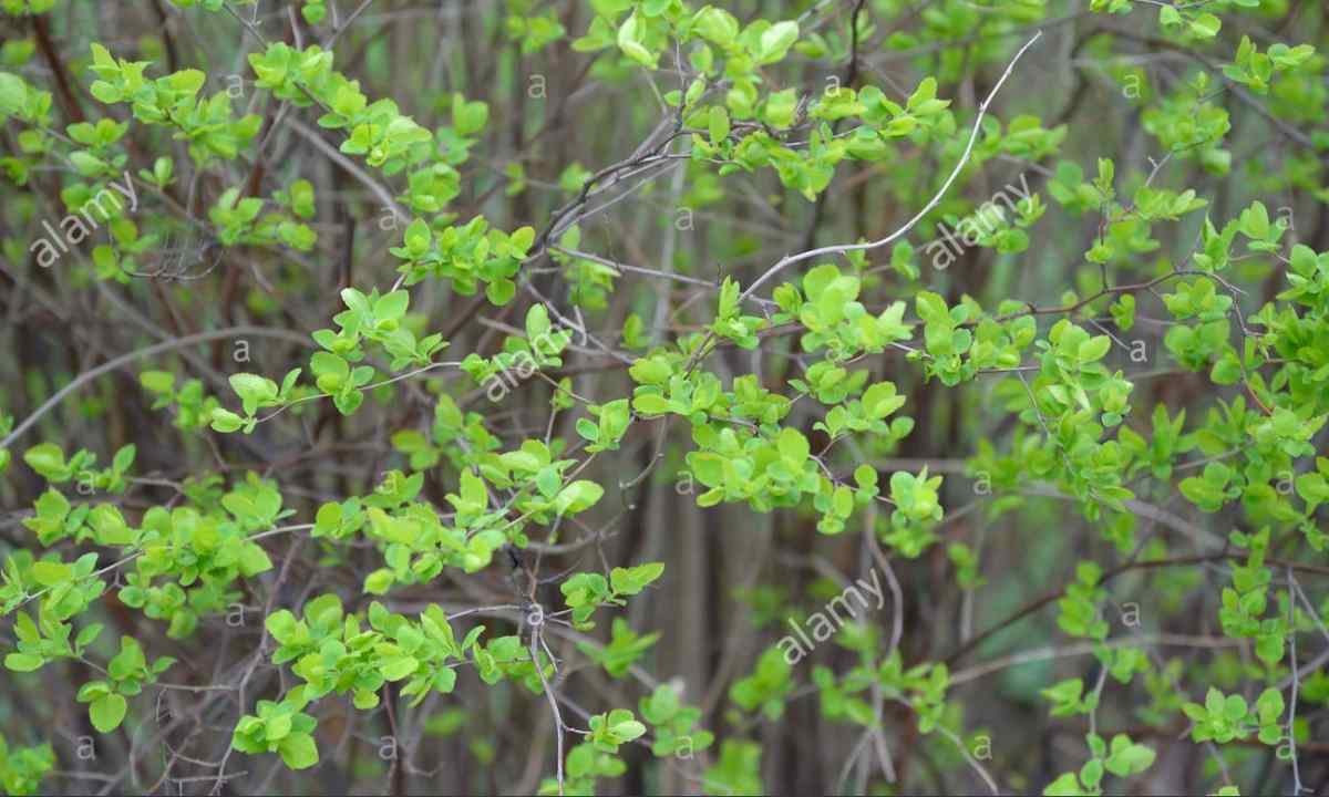 How to grow up bush from green branch