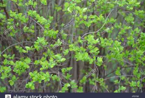 How to grow up bush from green branch