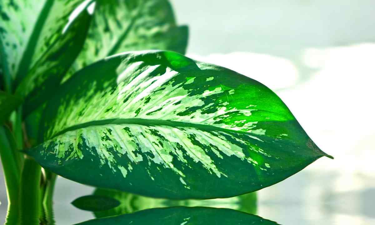 The reasons of yellowing of leaves at dieffenbachia