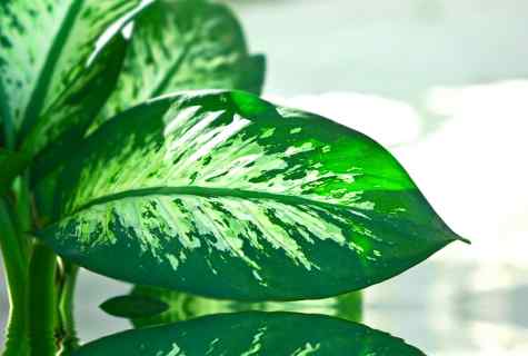 The reasons of yellowing of leaves at dieffenbachia