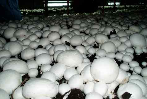 Champignons: how to grow up them in house conditions