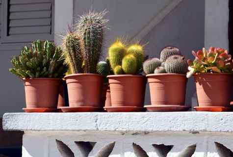 Cacti: leaving and change
