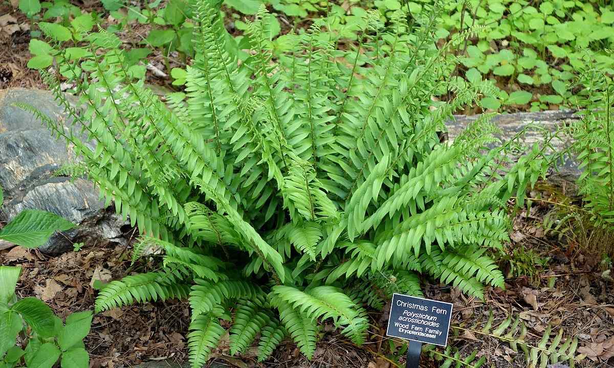 How to replace fern