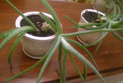 Root decay at aloe: how to save plant?