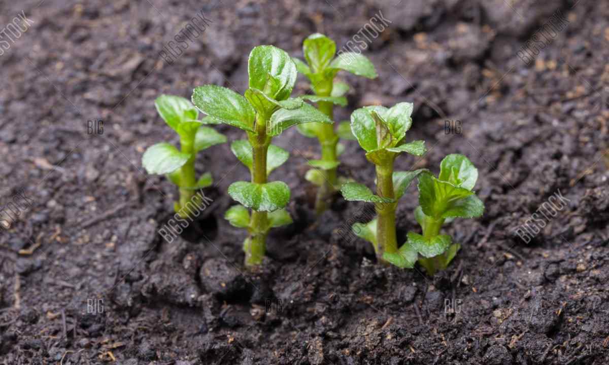 When to plant mint seedling