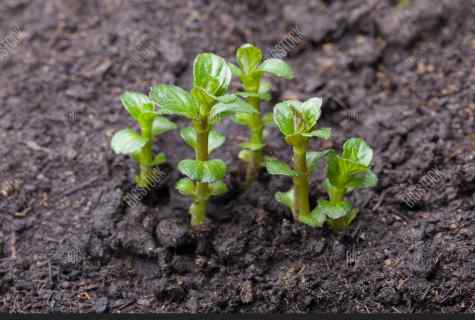 When to plant mint seedling