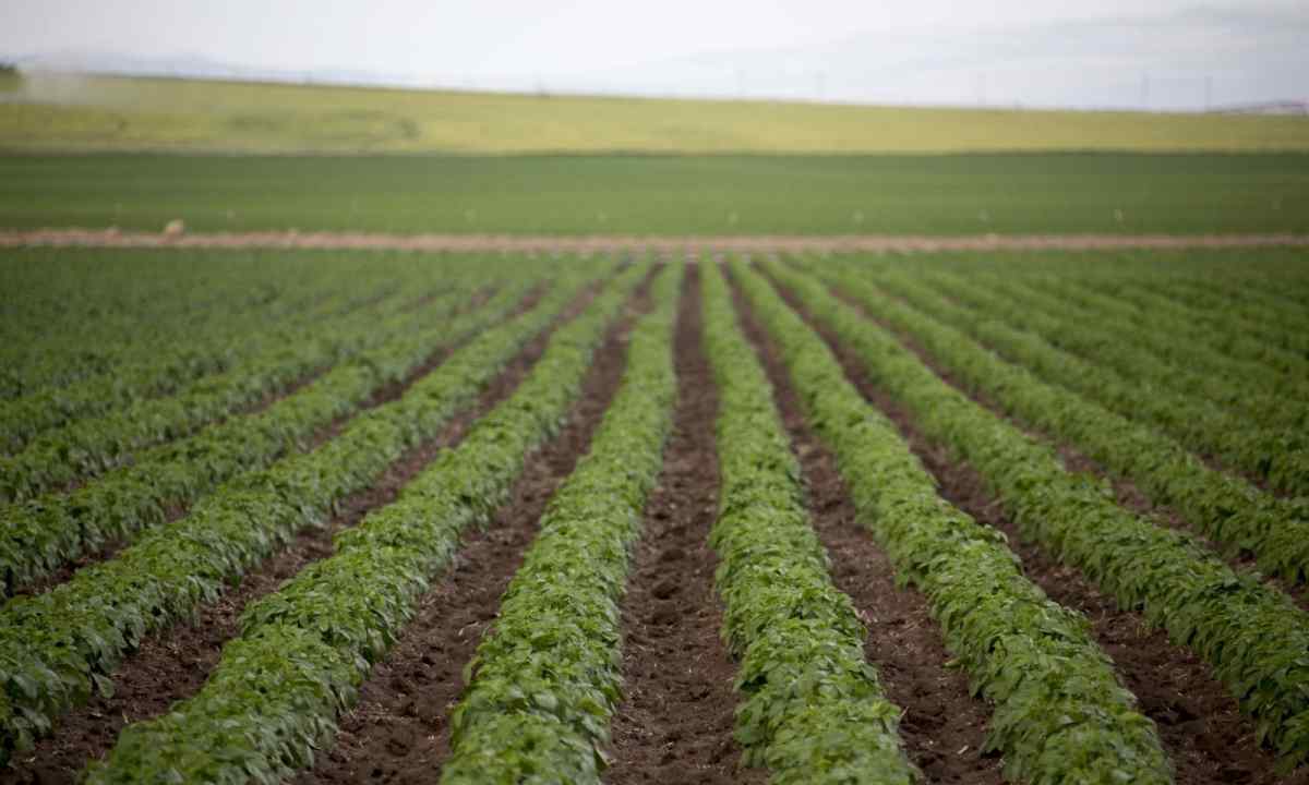What fertilizers increase productivity of potato