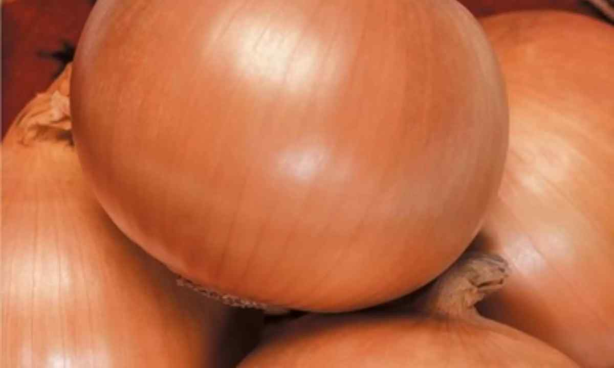 How to seed onions seeds towards the winter