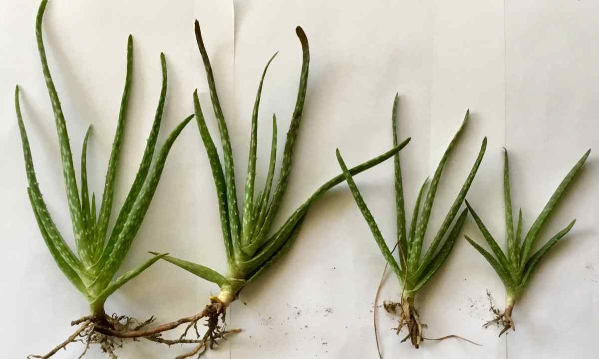 How to grow up aloe from shoot without roots