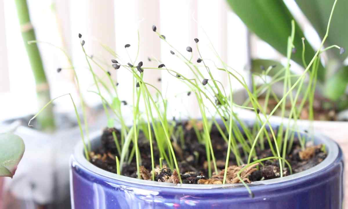 How to plant onions seeds