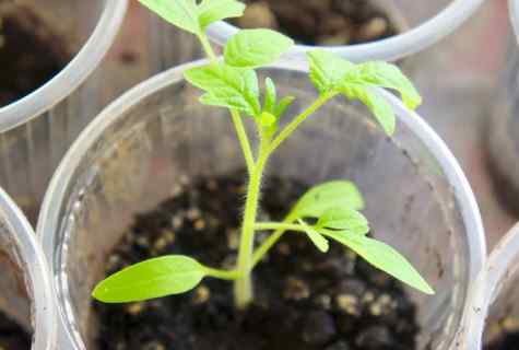 How to feed up seedling of tomatoes