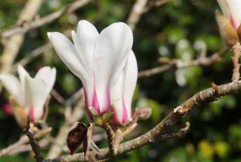 How to grow up magnolia vine