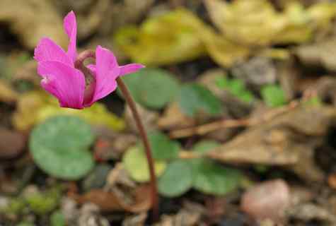 Why the cyclamen fades