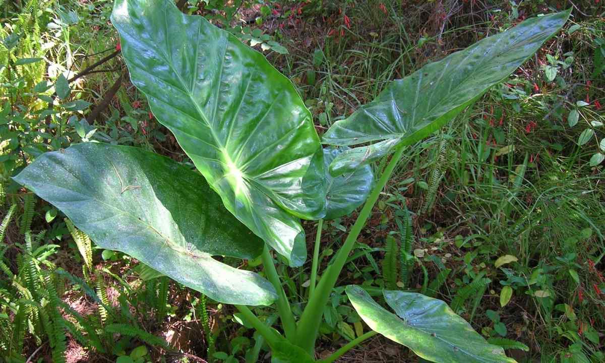 How to replace alocasia
