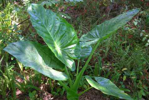 How to replace alocasia