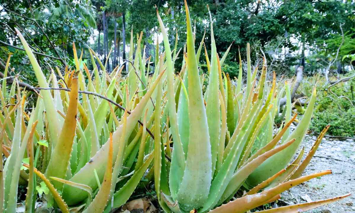 How to avoid mistakes at cultivation of aloe