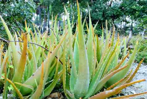 How to avoid mistakes at cultivation of aloe