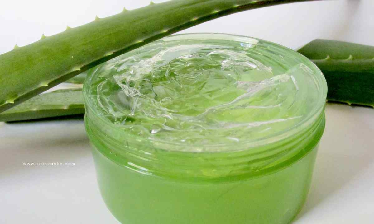 How to look after aloe