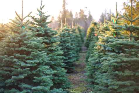 How to grow up coniferous