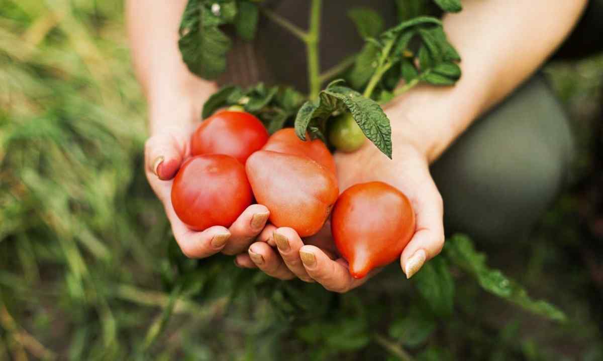 Fertilizing of tomatoes
