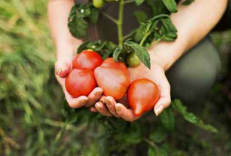 Fertilizing of tomatoes