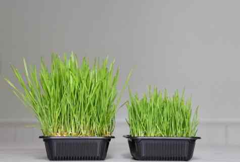 How to get rid of wheat grass