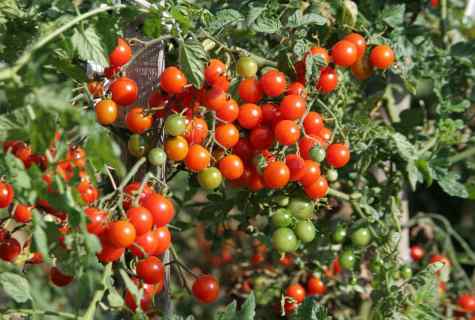 How to grow up grade tomatoes 