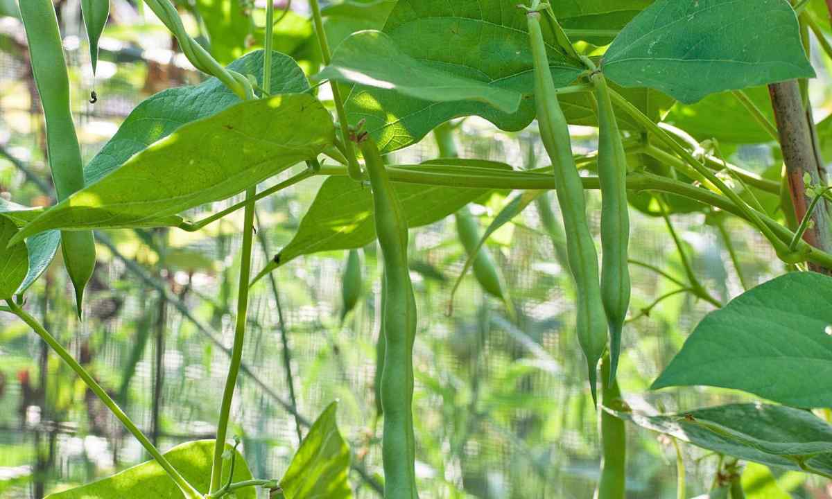 How to grow up beans