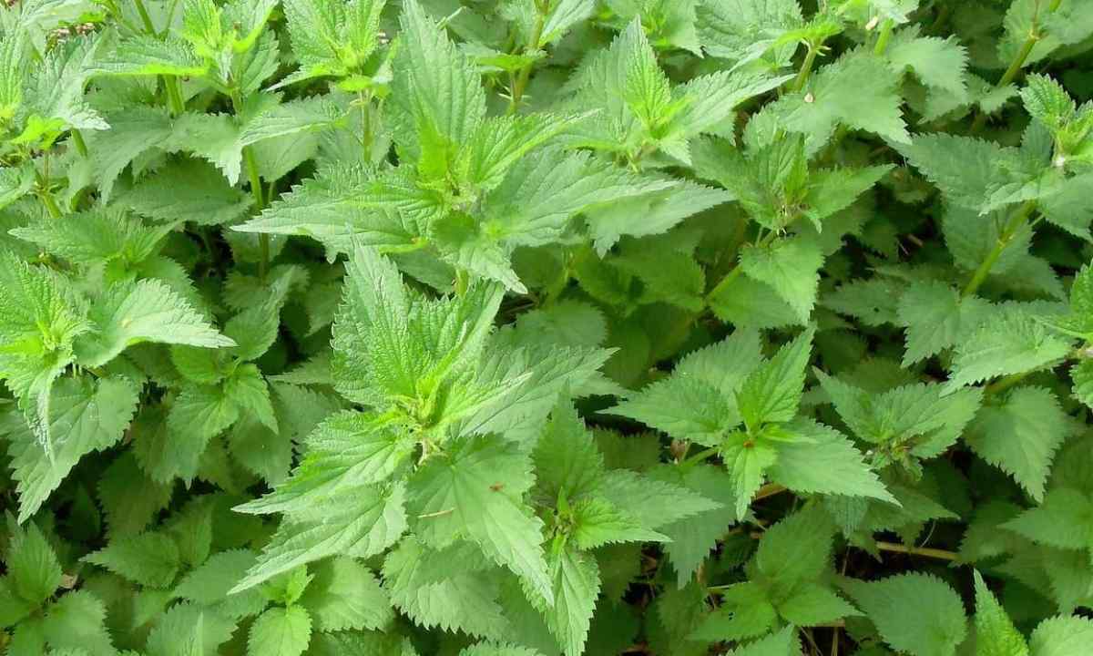 How to get rid of nettle
