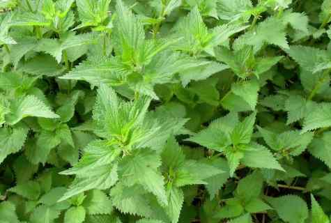 How to get rid of nettle