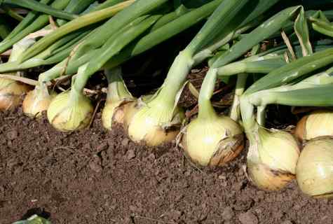 How to grow up good harvest of onions